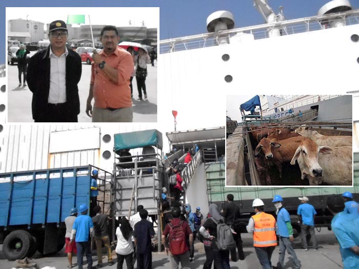 Sapi Potong Australia Masuk Bertahap 7.100 Ekor pada September